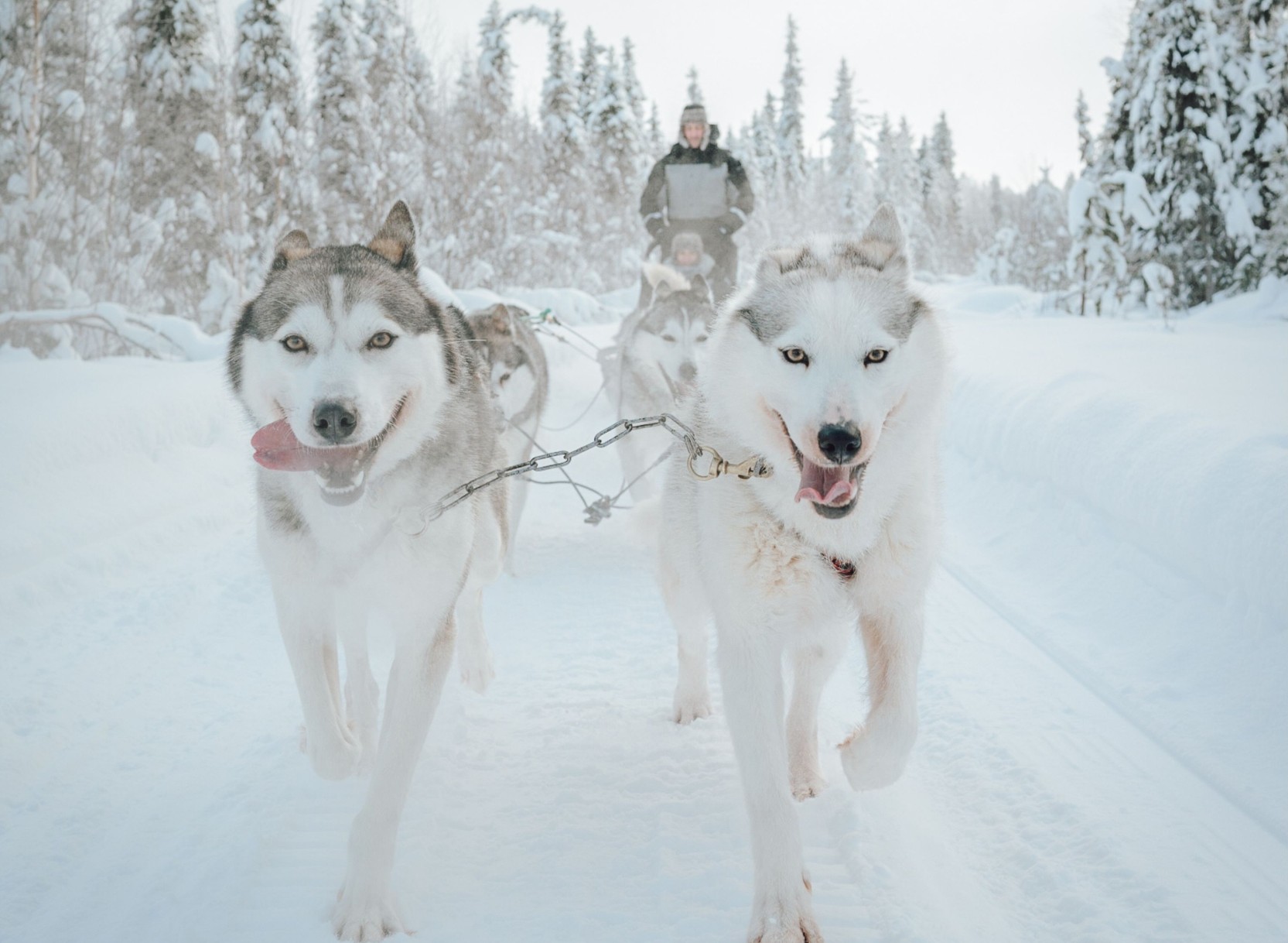 Arktisches Weihnachten in Rovaniemi
